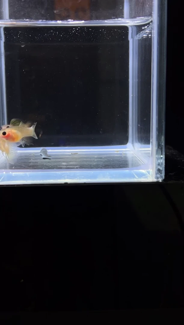 孔雀鱼粉猫普通体C38