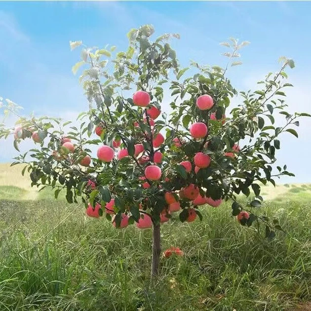 苹果树苗盆栽地栽南北种植