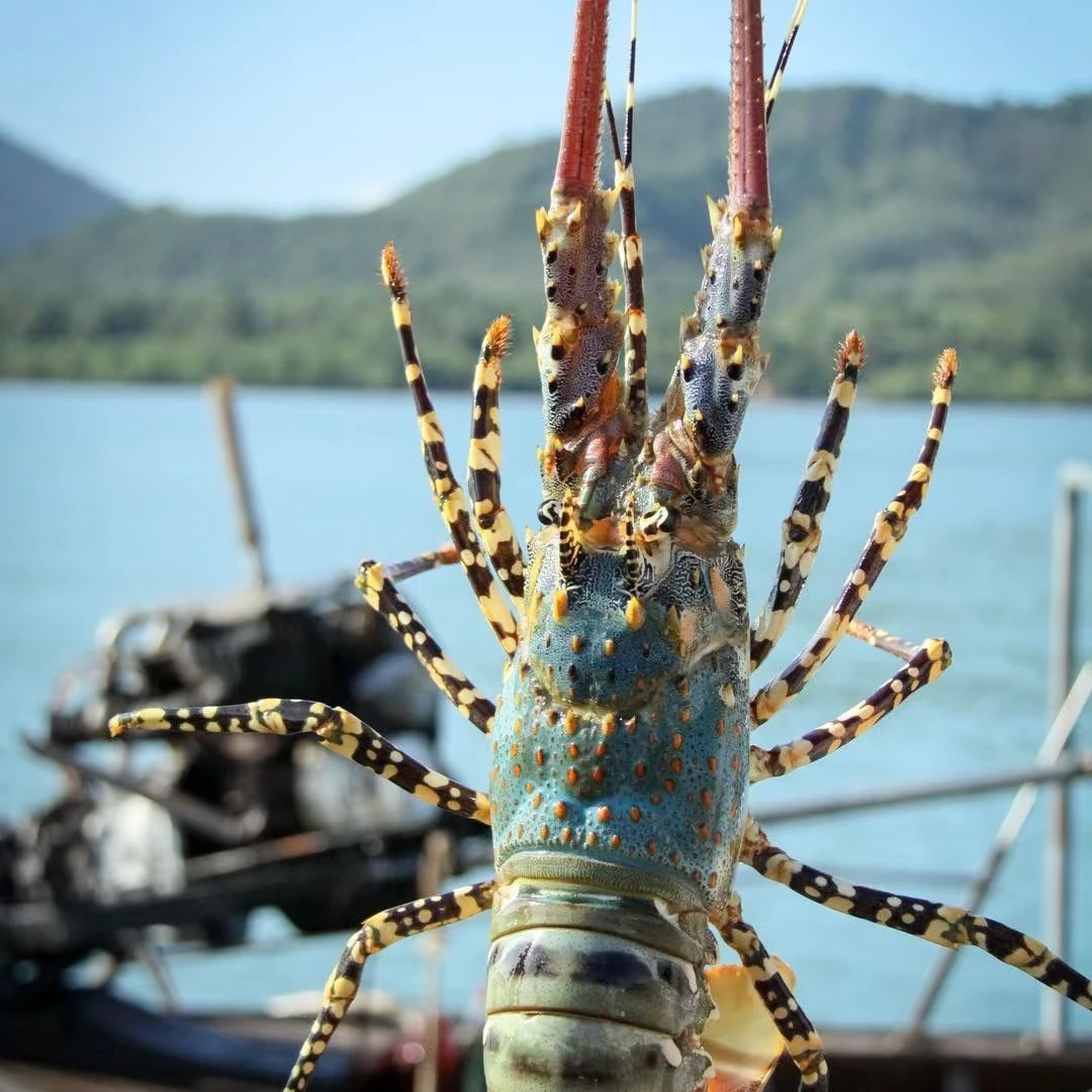 十界鲜锦绣大花龙