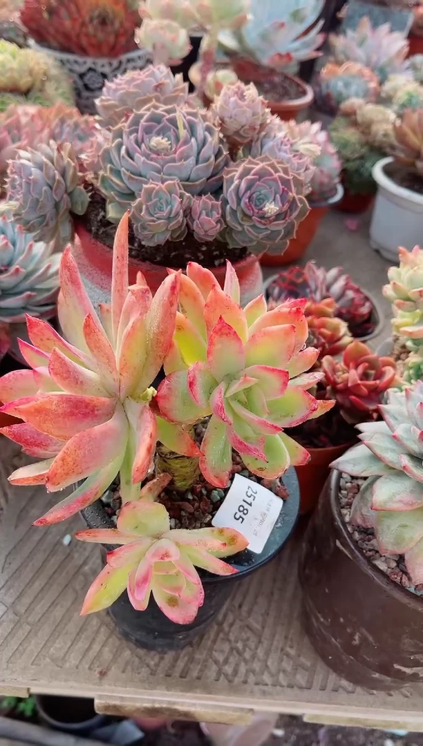 【闪购商品】25185