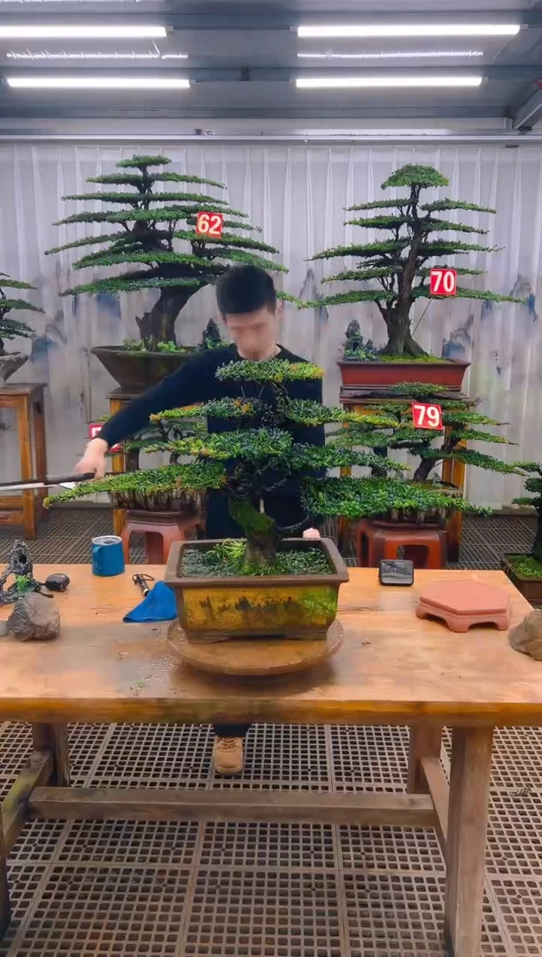 无花朵精品盆景直播间一物一拍