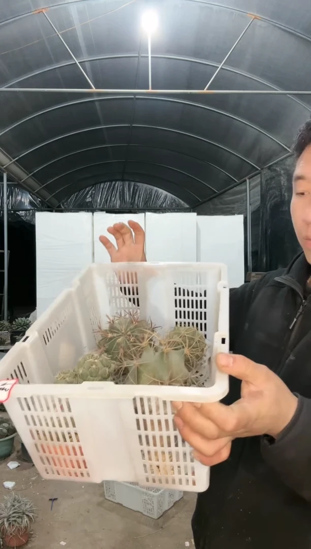 【闪购商品】筐拍 9号