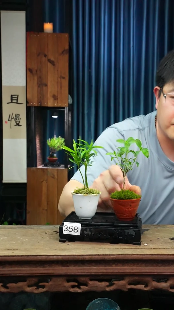 苔藓微景观358号