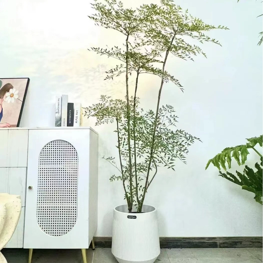 F南天竹客厅大型盆栽老桩办公室落地式造景植物