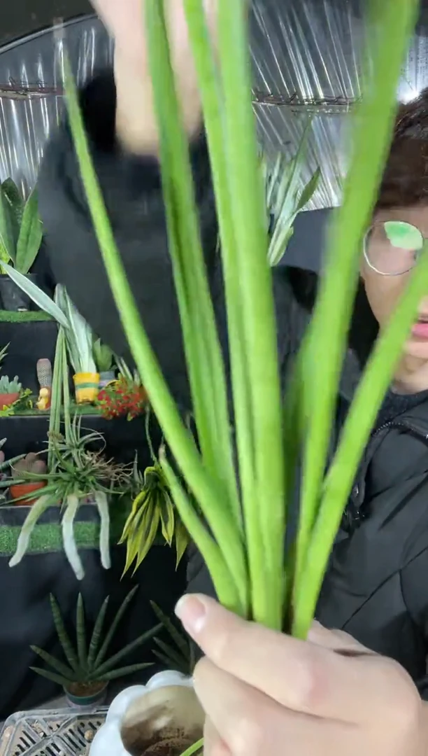 【闪购商品】帕瓦裸根3棵9.9