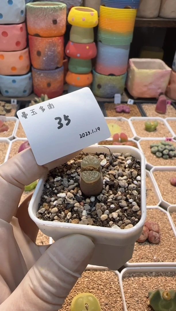 【闪购商品】25.1.19-35