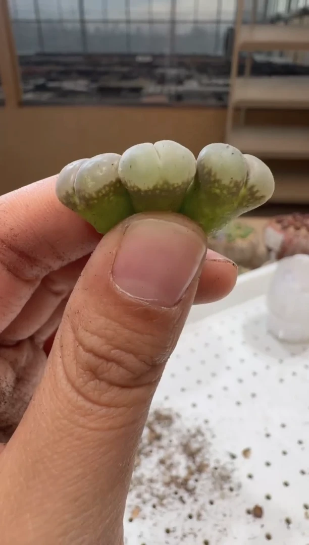 17-49多肉植物肉锥