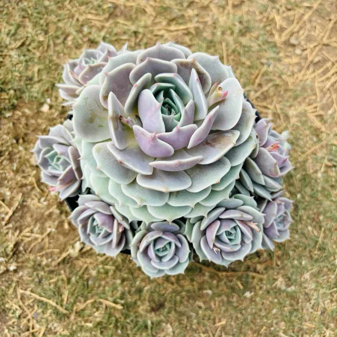 【多头露娜莲】168多肉植物好养   以直播间展示为准    满15元包邮