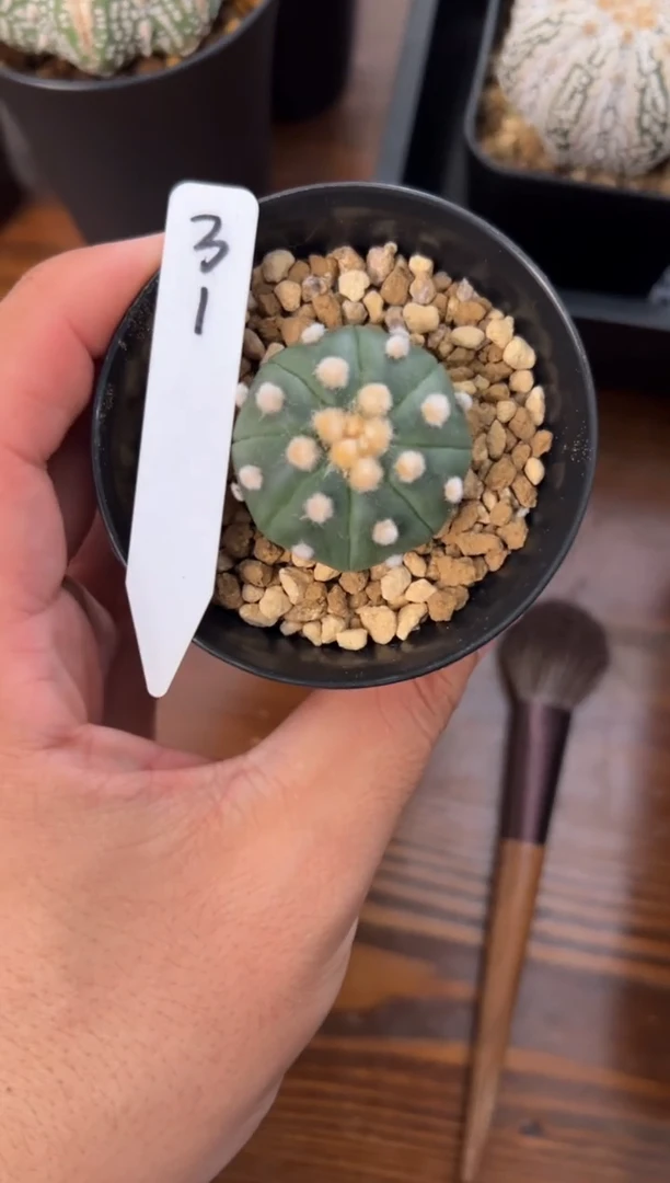 兔***?实生根星兜仙人球编码31