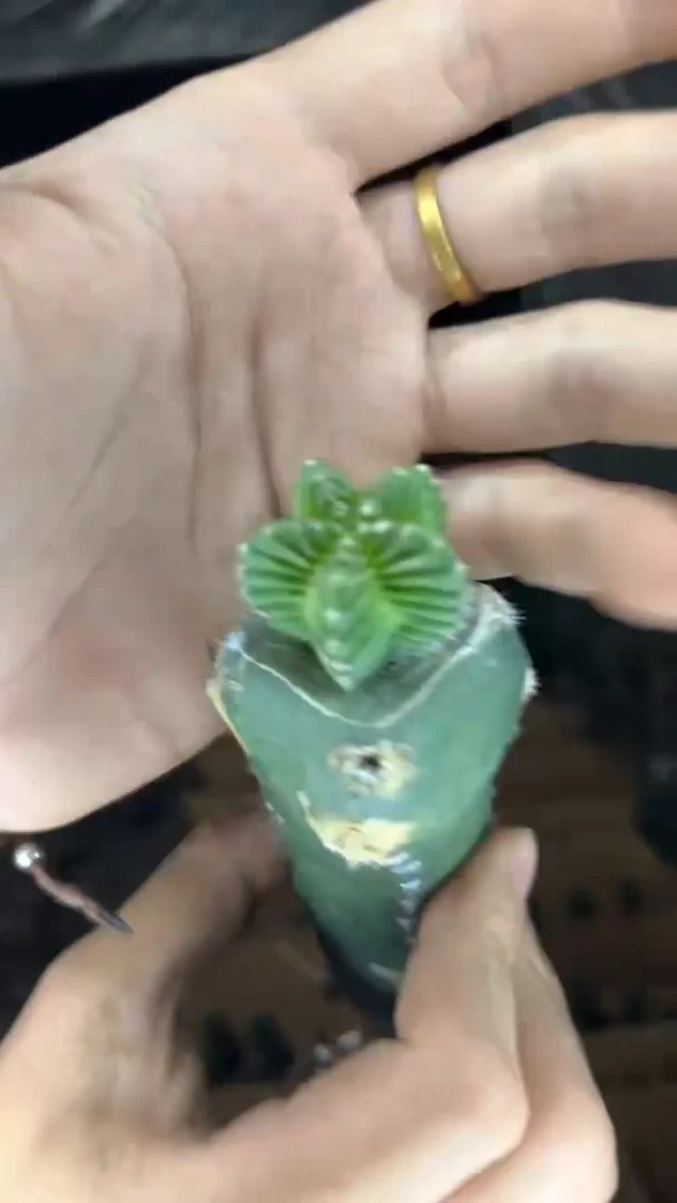 五星花笼【嫁接】秀普柱