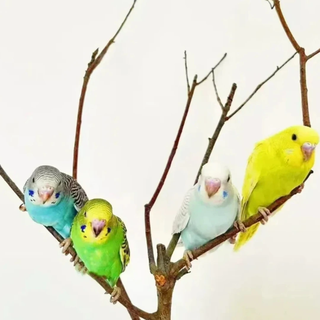 【鹦鹉】2只一对可以学说话的宠物鸟（活禽专线）
