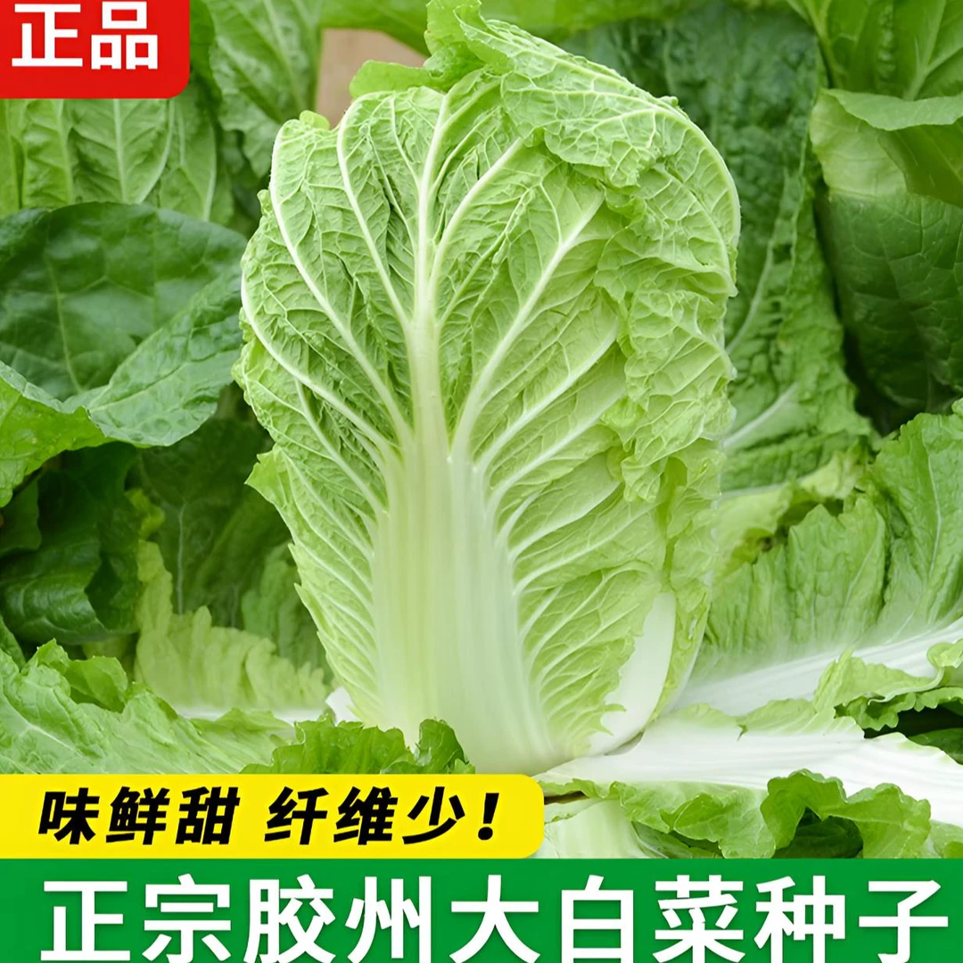 胶州大白菜种子冬储早熟高产四季播种室外大面积种植耐寒蔬菜种子