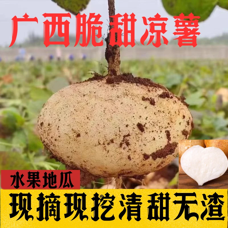 广西凉薯新鲜现挖现发带泥发货脆甜无渣农家自种地萝卜白番薯沙葛