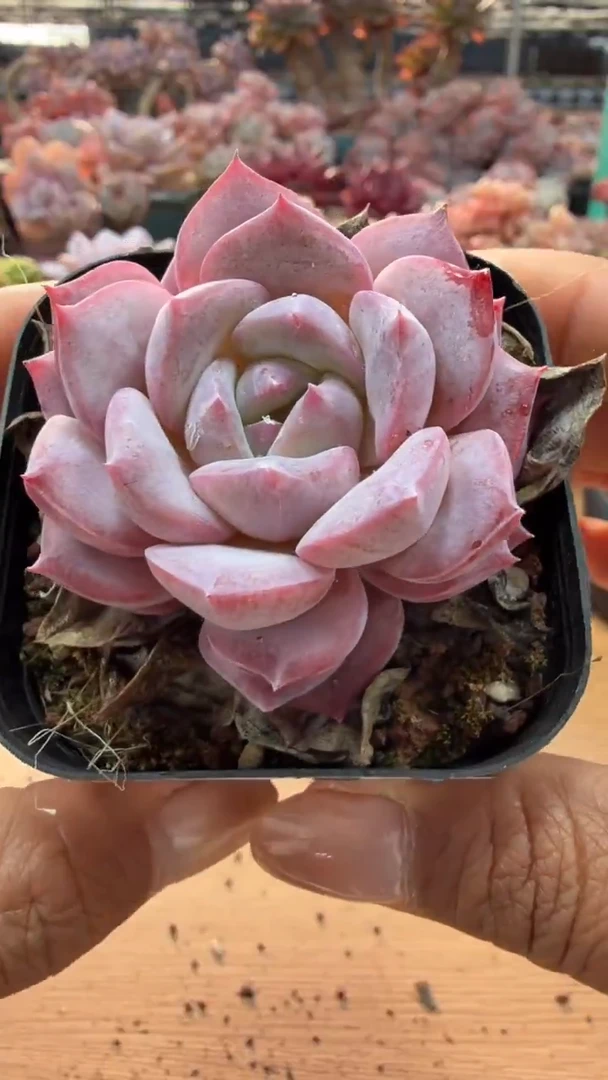 东云多肉园二店-73