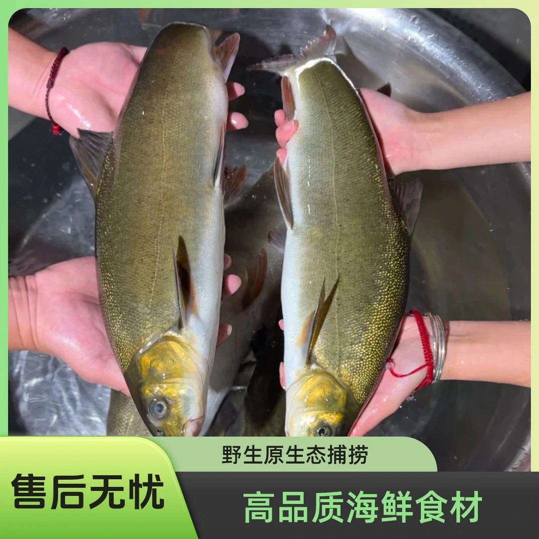 正宗高山冷水鱼；细鳞，齐口裂腹鱼；活鱼现杀；冷链发货