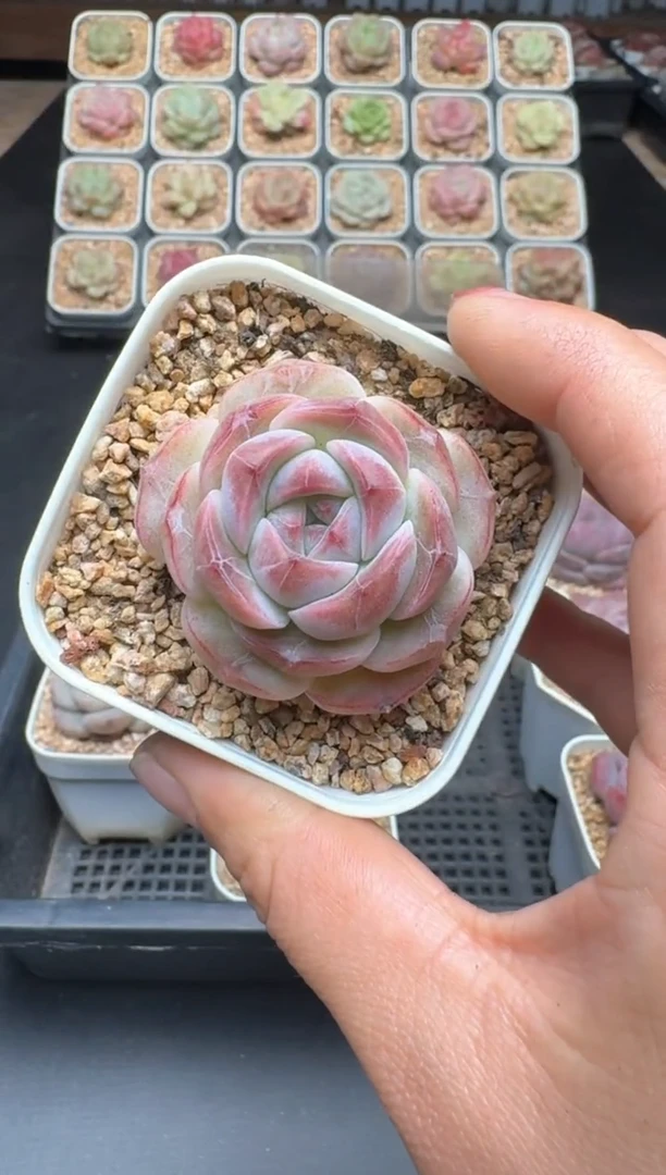 【闪购商品】137D物拍多肉带盆土6.5杯拍3颗包柚