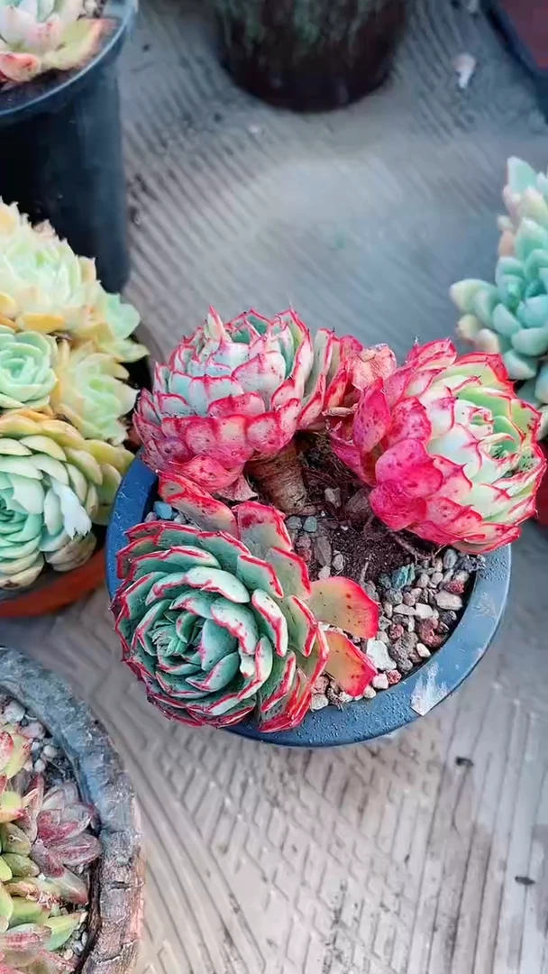 【闪购商品】17112