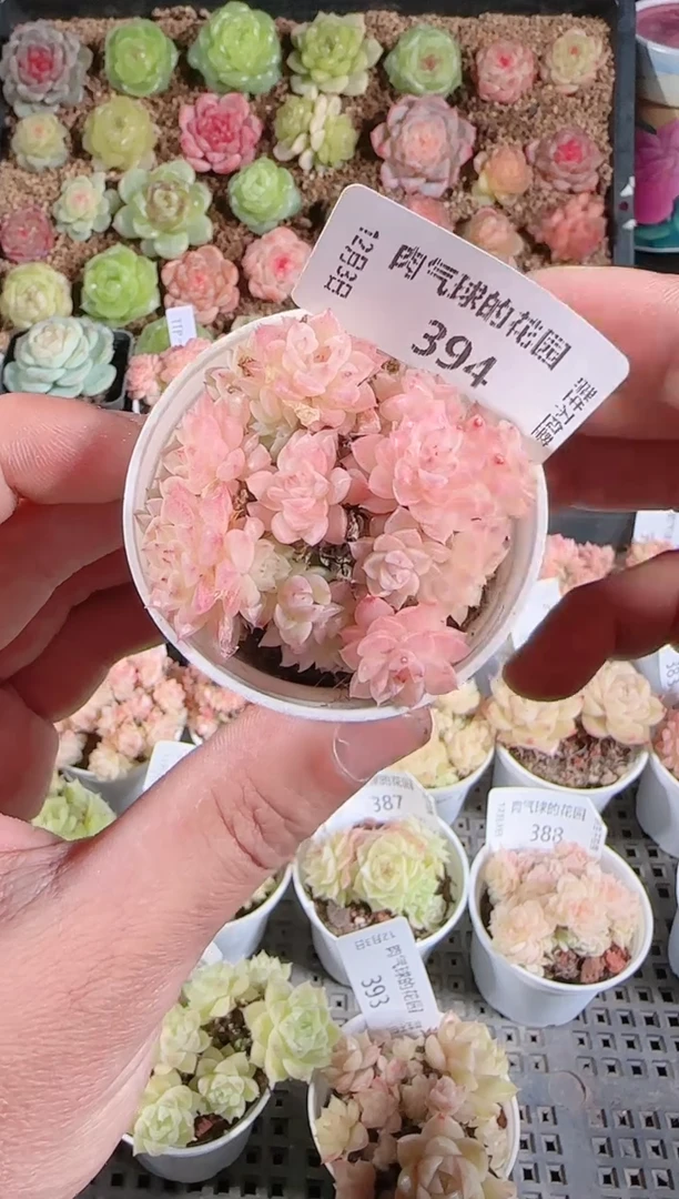 1203-394多肉群生不包整