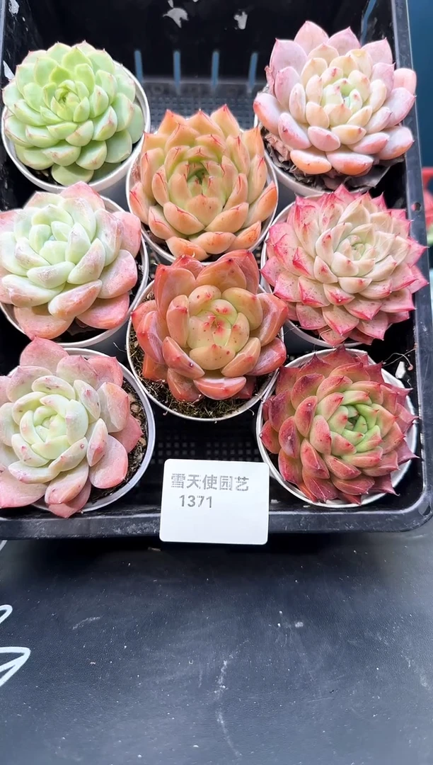 1371     多肉8 颗