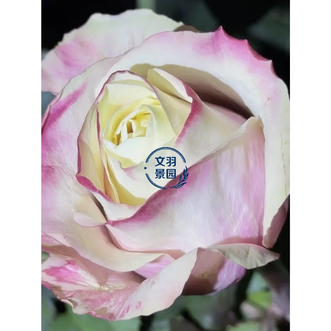 文羽景园【玛罗莎】切花月季多季节重复开花