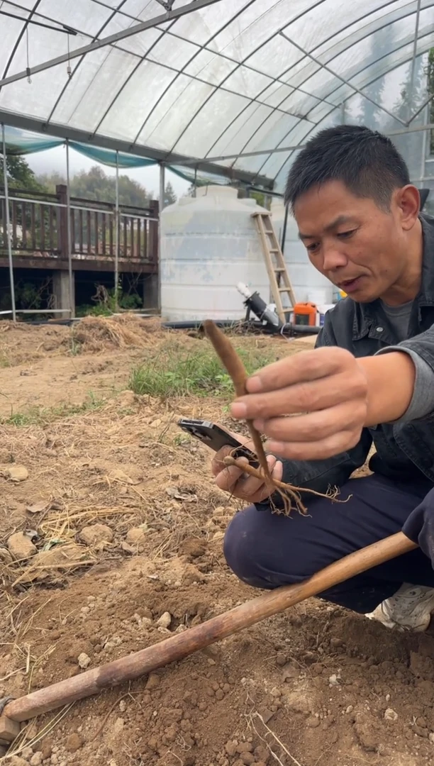 平****⁸平安喜乐⁵⁸⁸  典雅香槟断根  68