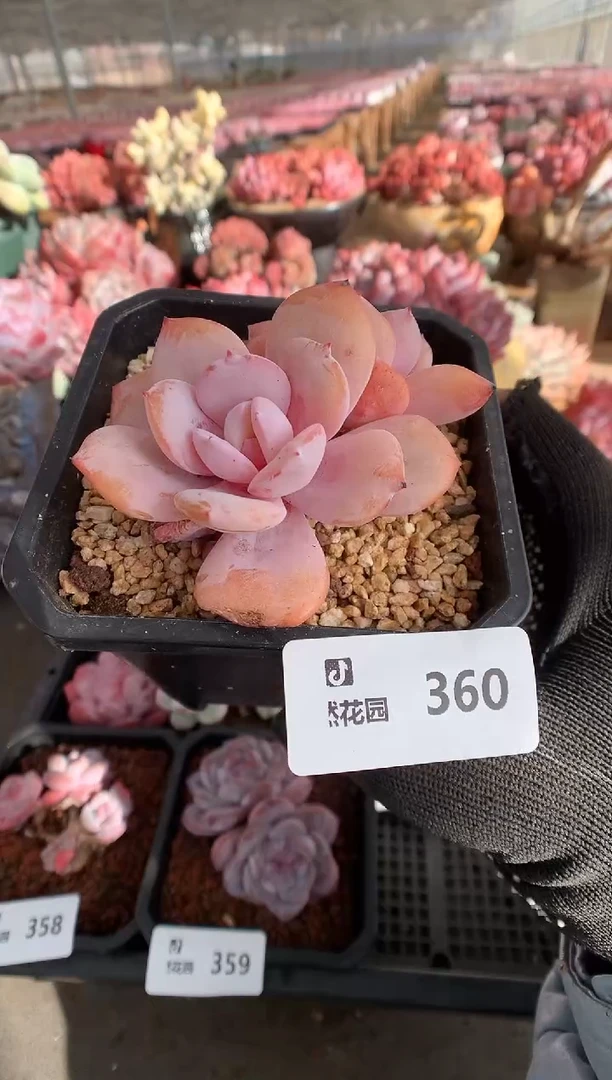 360奶茶一物一拍888