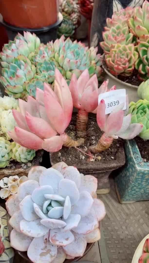 13039多肉植物一物一拍