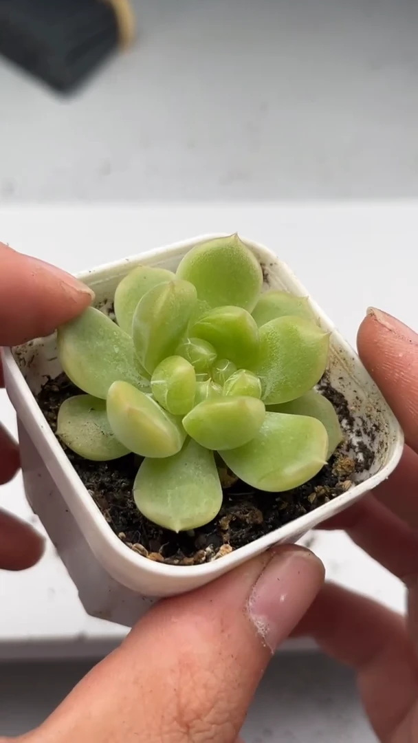 2593 隐藏多肉植物