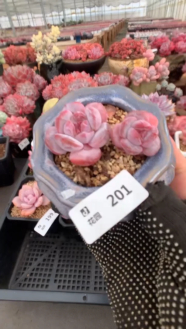 201星影一物一拍
