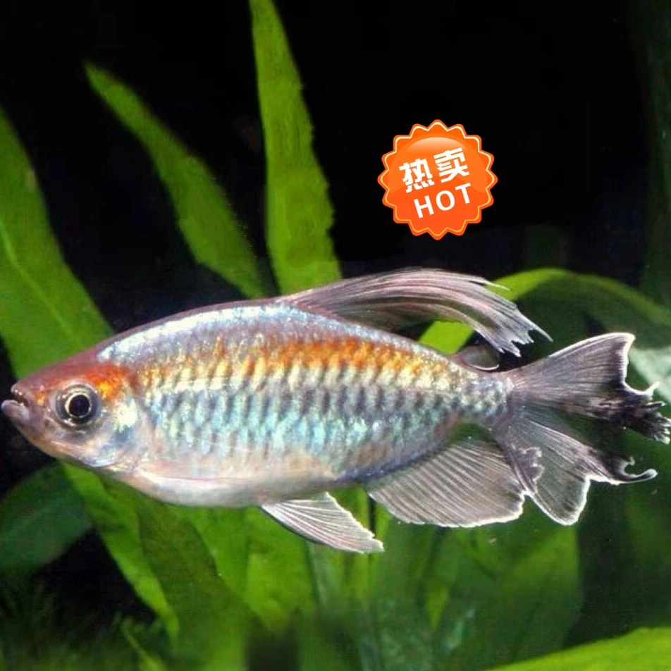非洲刚果美人淡水鱼