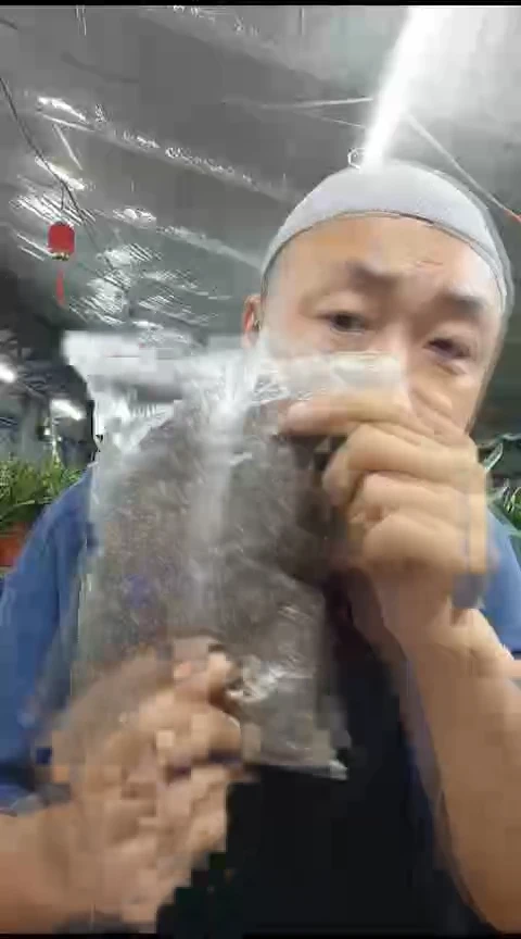 君子兰油性植料