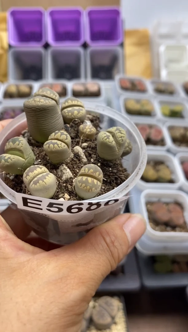 5688开播福利一物一拍