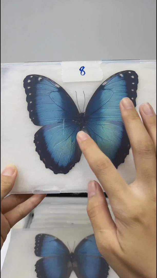 木展翅品压棉发货一图一物