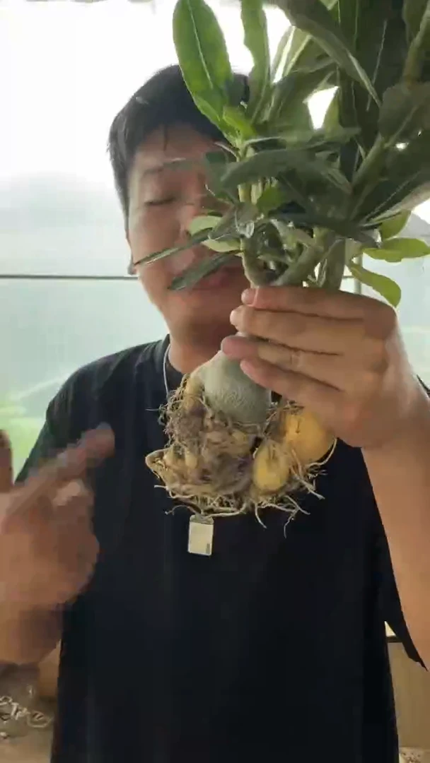 2颗 沙漠玫瑰【带根】