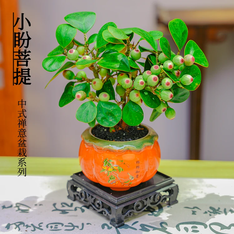 【菩提树】柿柿如意小盼菩带果发提意境款美观好养绿植桌面盆景盆栽
