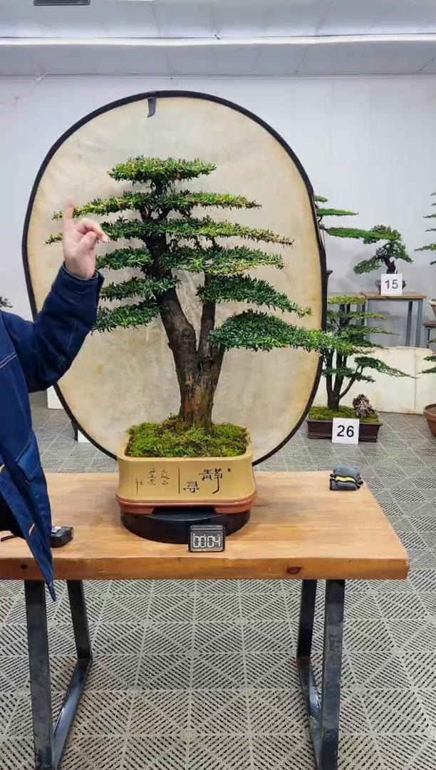 无花朵造型盆景一物一拍