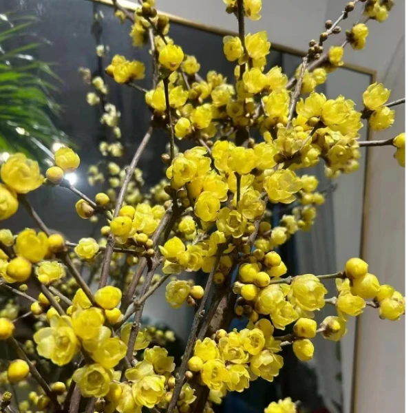 植选 中国腊梅 切枝插瓶鲜花