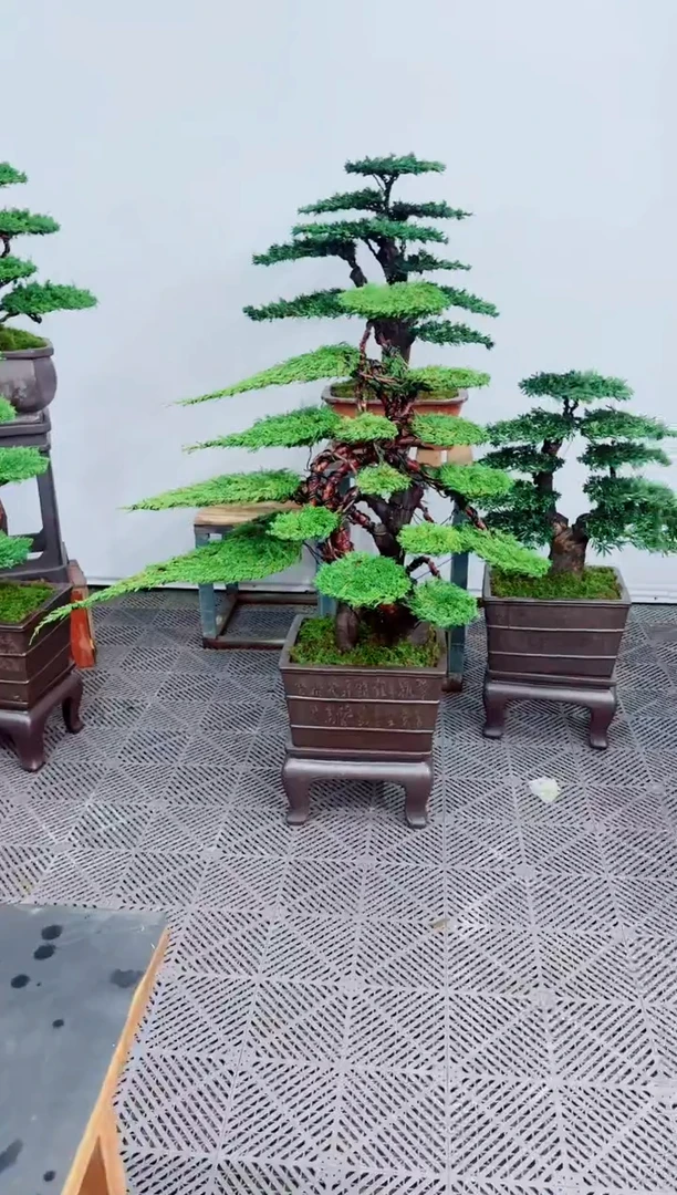 无花朵仅***已济州真柏盆景.....