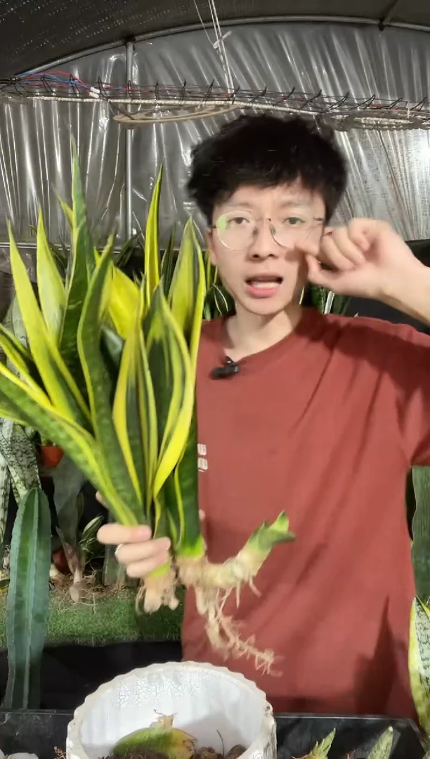 黄金兰裸根30cm起3棵15.8