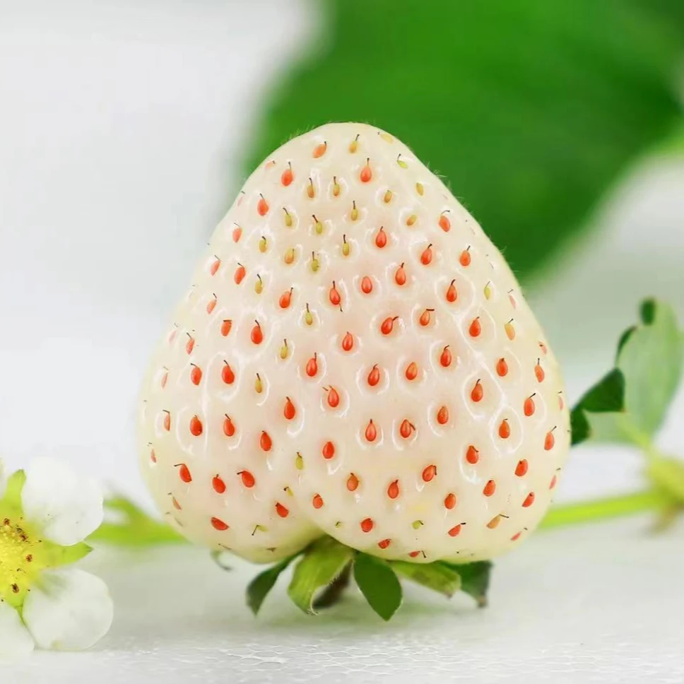 头茬淡雪白草莓新鲜采摘香甜多汁当季水果