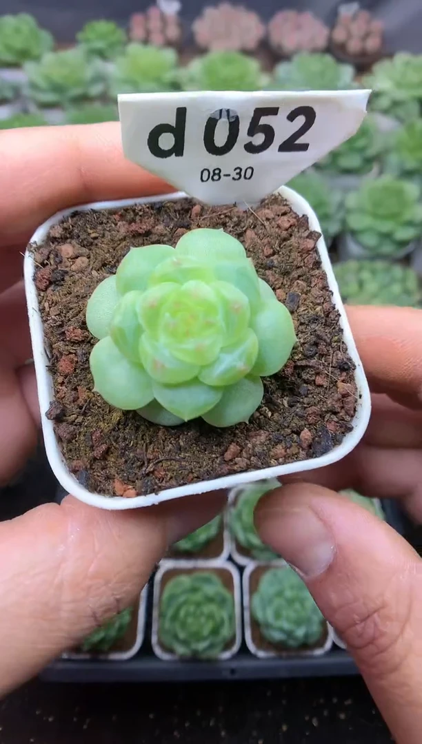 d052 红豆姐姐 遥遥珍妮 脱土发 29.9