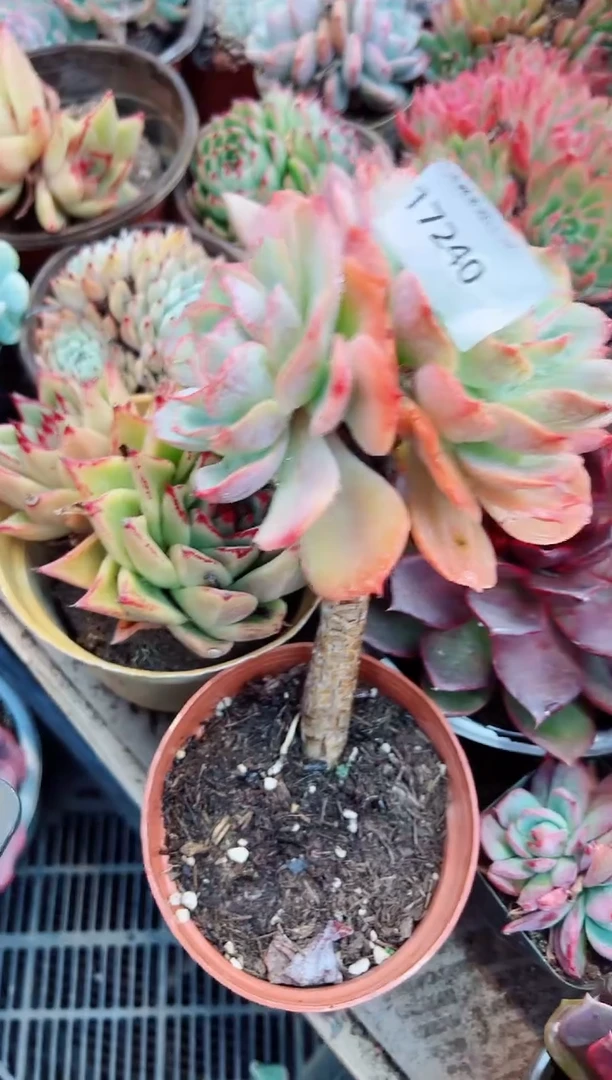 鬼**花多肉植物一物一拍17240