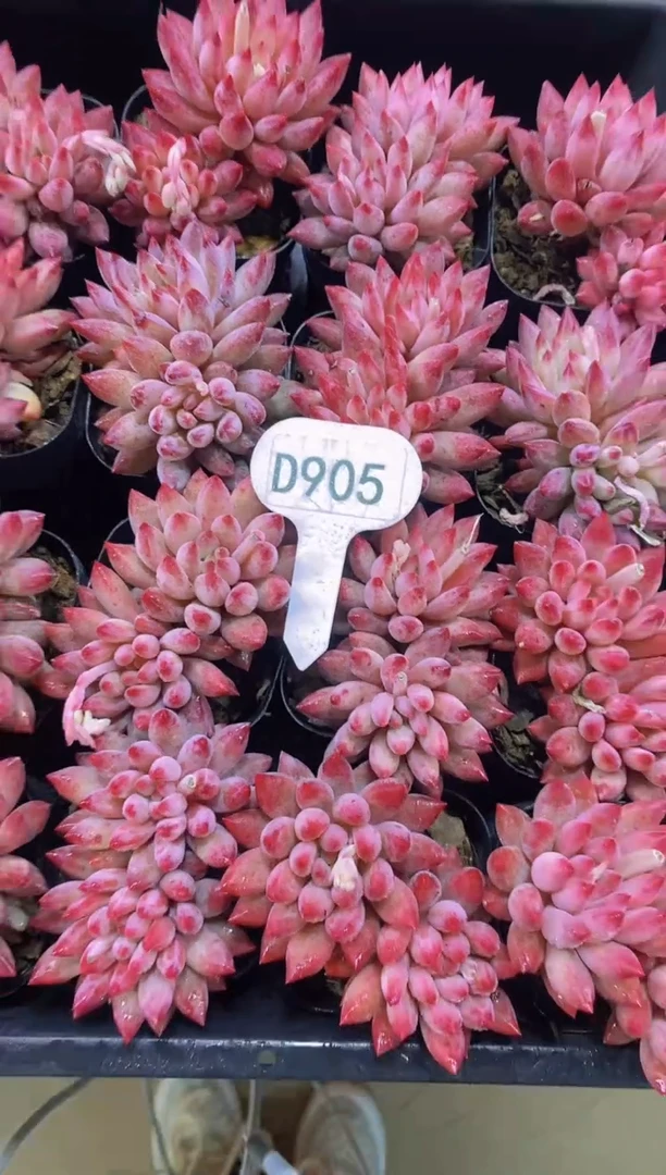 【闪购商品】D905-红虞美人双头脱土发（量拍）