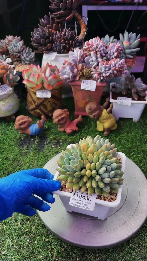 昆明印象多肉10430