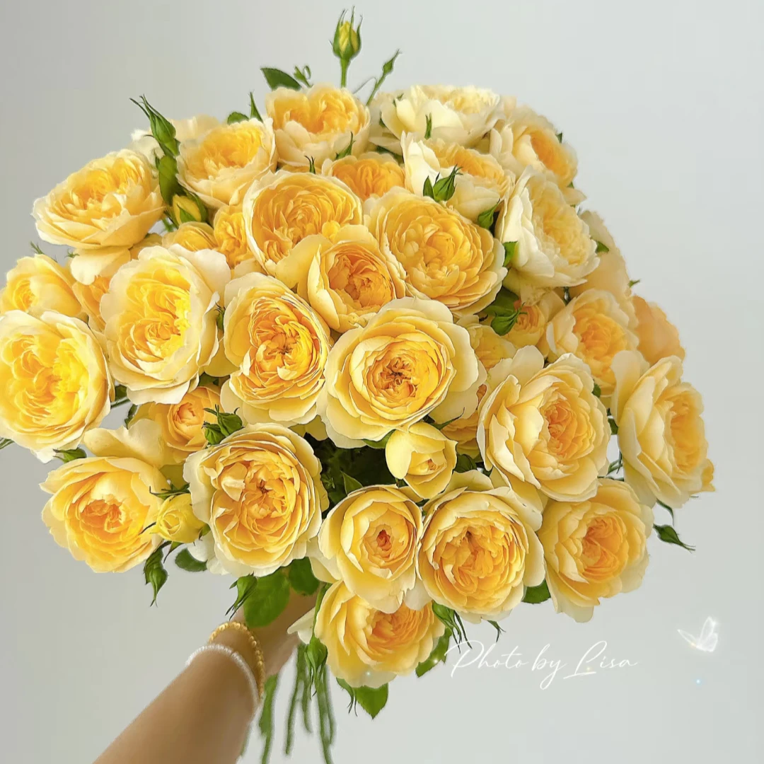 【迪瑞特稀有玫瑰】蜜柚果汁多头玫瑰