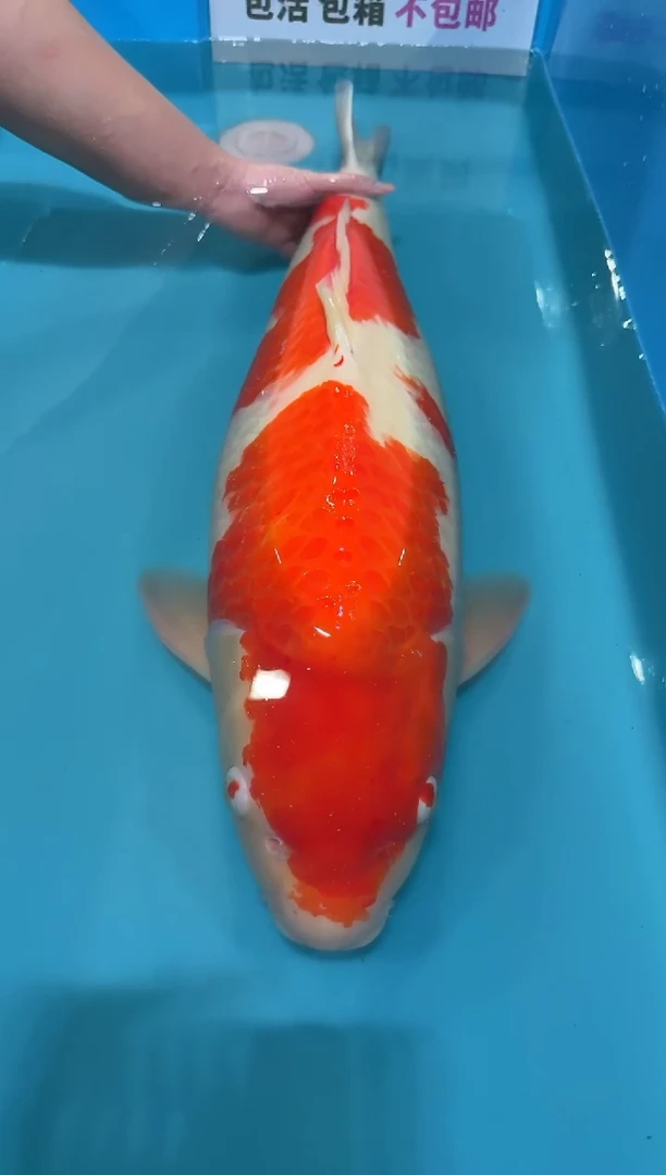 锦鲤富****叫74公分 红白