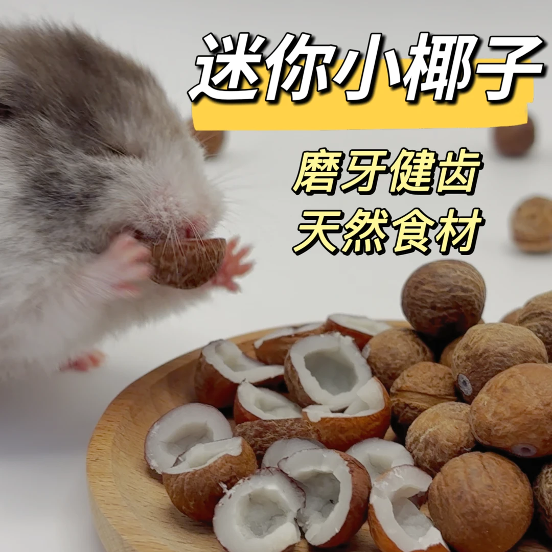 小天鼠迷你小椰子仓鼠零食金丝熊磨牙躺手互动花枝鼠磨牙棒玩具