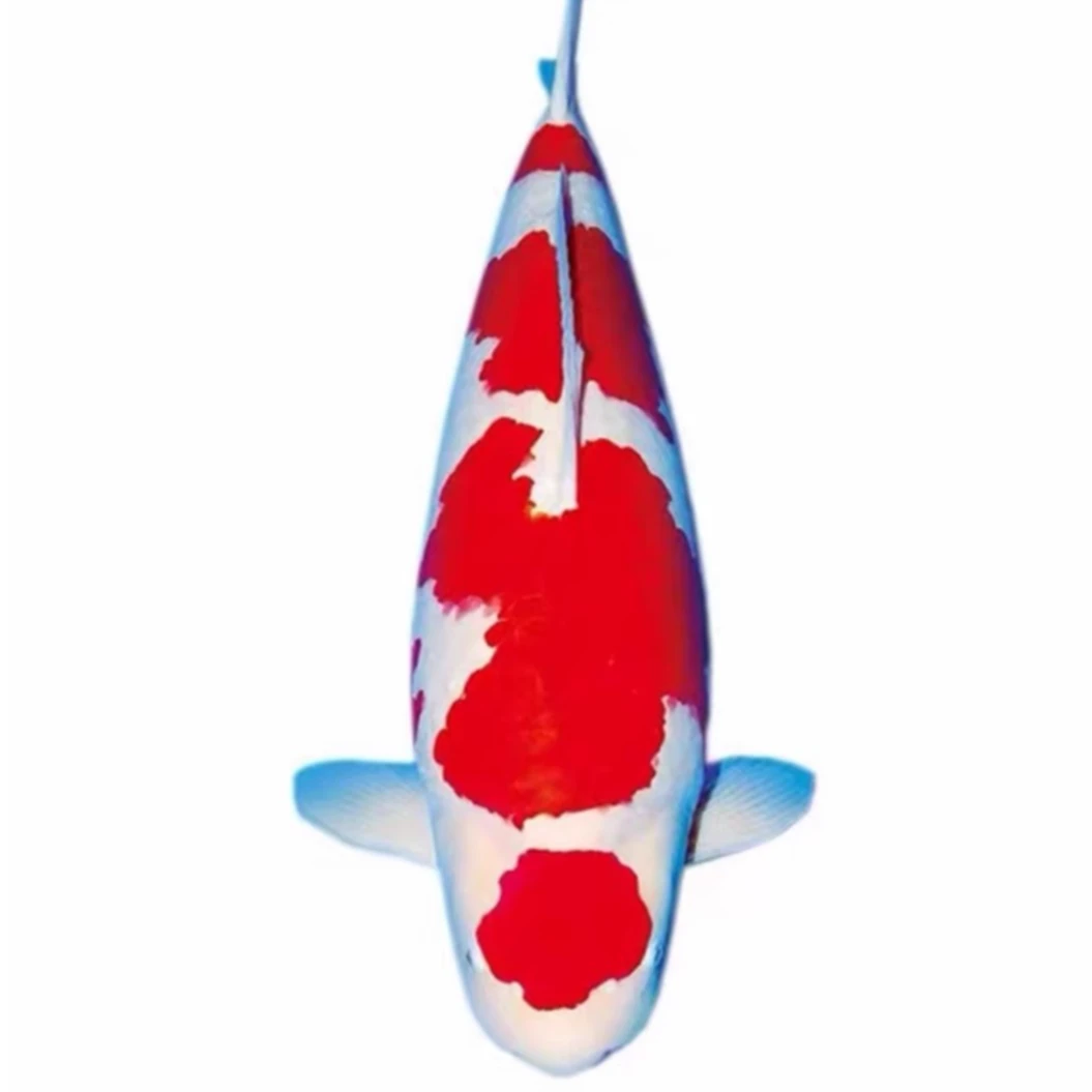 冷水观赏鱼锦鲤鱼活鱼纯种好养耐活大正三色红白