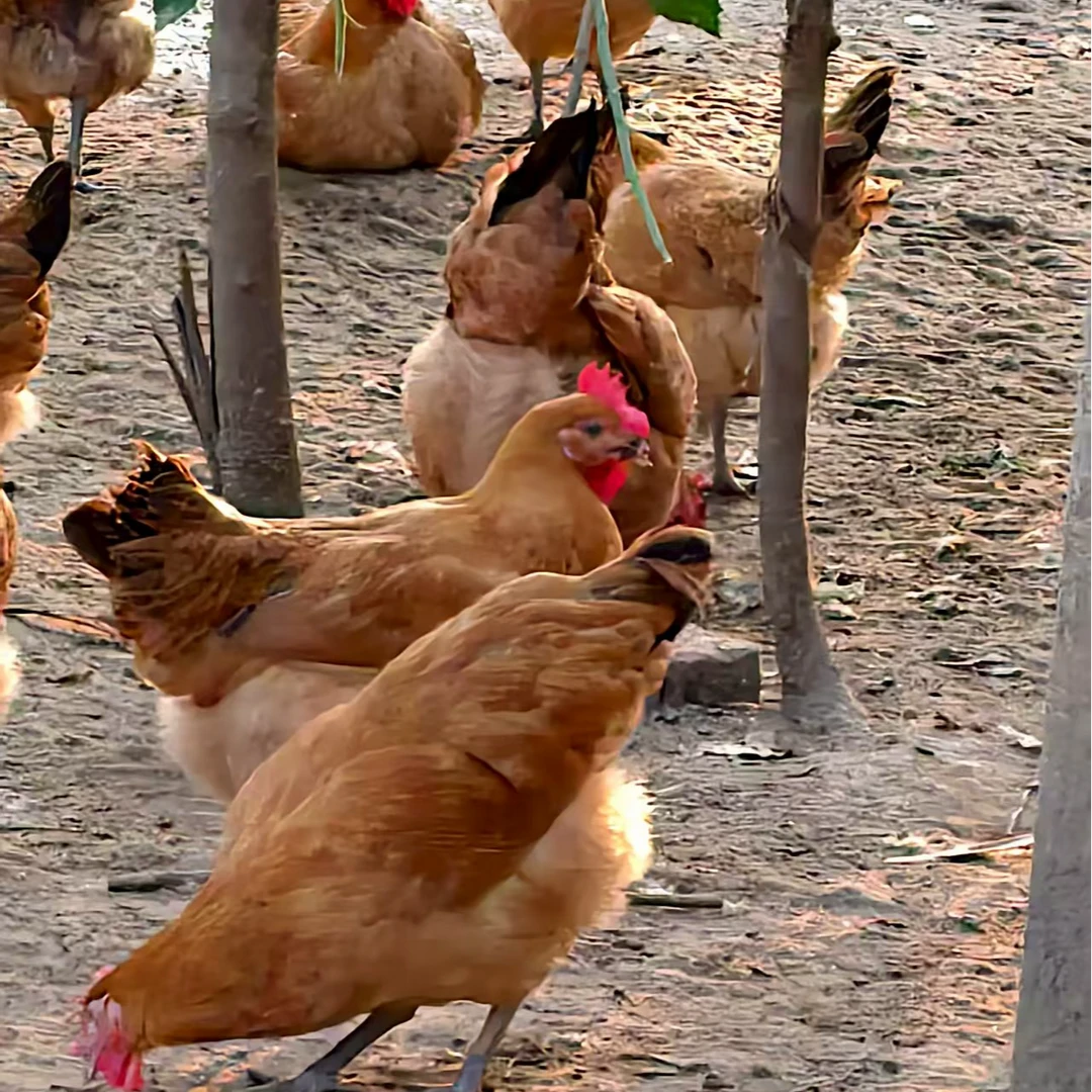 【宠物鸡】散养黑脚下蛋母鸡两只，跑山鸡走地鸡，顺丰包邮