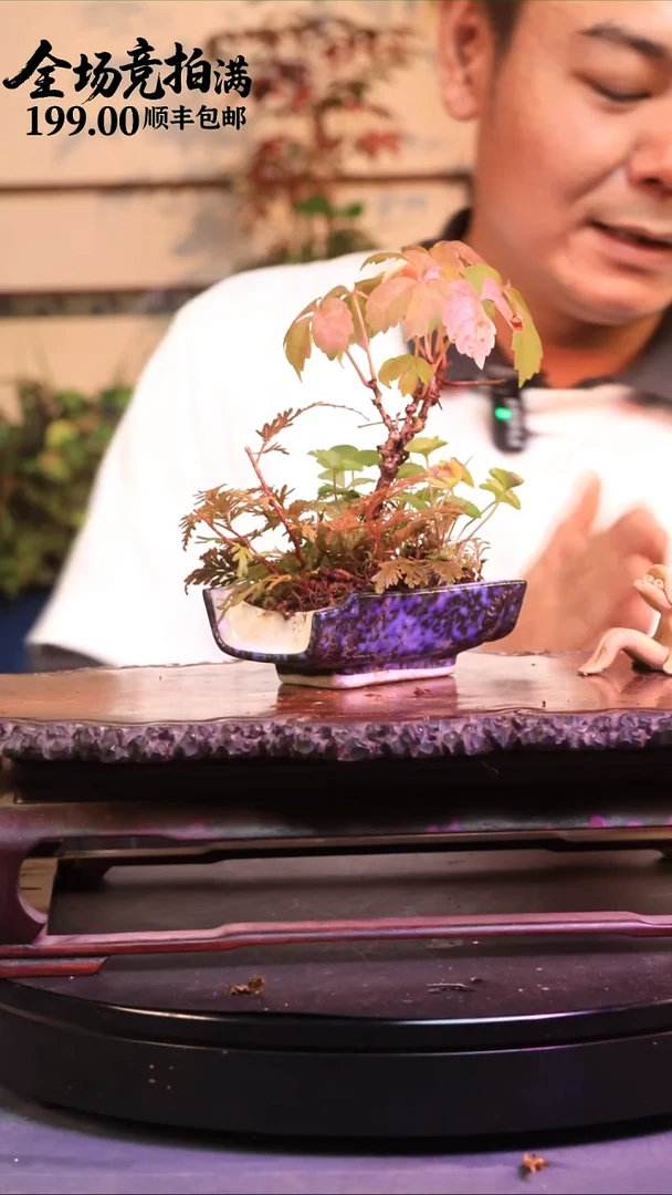 完全开放Y4草本植物 顺丰到付